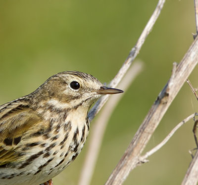 Graspieper (Meadow Pipit)