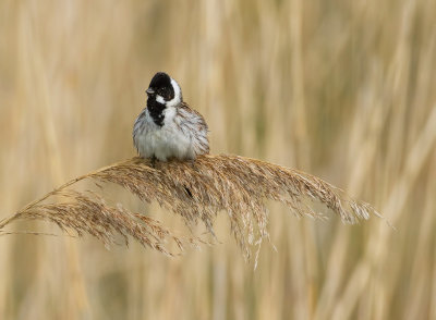 Rietgors (Common Reed Bunting)