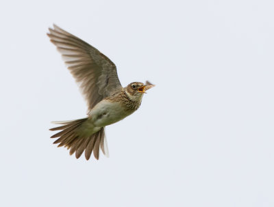 Veldleeuwerik (Eurasian Skylark)