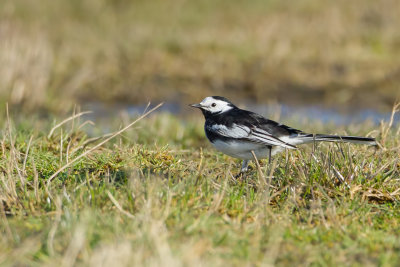 Rouwkwikstaart (Pied Wagtail)