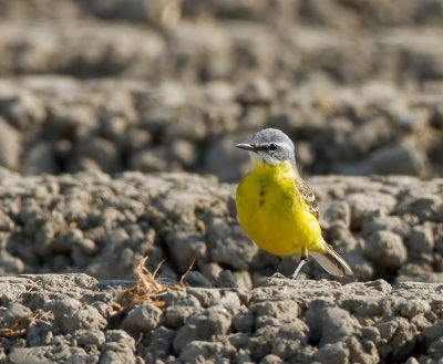 Gele Kwikstaart (Blue-headed Wagtail)