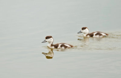 Bergeend (Common Shelduck)
