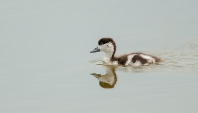 Bergeend (Common Shelduck)