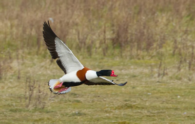 Bergeend (Common Shelduck)