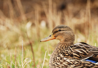 Wilde Eend (Mallard)