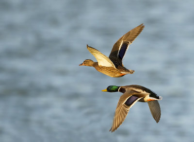 Wilde Eend (Mallard)