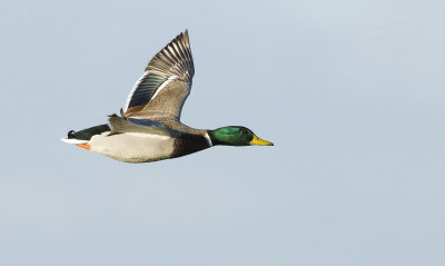 Wilde Eend (Mallard)