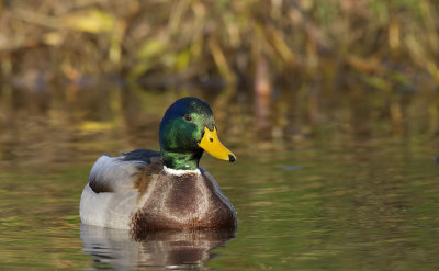 Wilde Eend (Mallard)