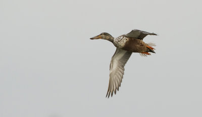 Slobeend (Northern Shoveler)