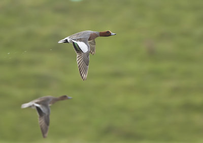 Smient (Eurasian Wigeon)