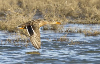 Wilde Eend (Mallard)