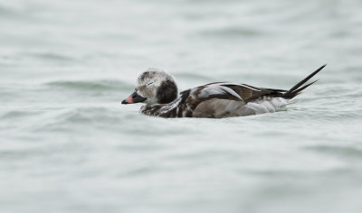 IJseend (Long-tailed Duck)