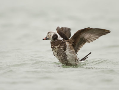 IJseend (Long-tailed Duck)