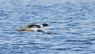 Middelste Zaagbek (Red-breasted Merganser)