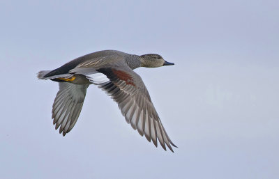 Krakeend (Gadwall)