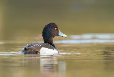 Kuifeend (Tufted Duck)