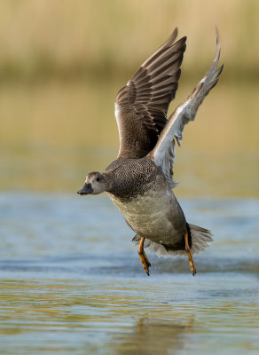 Krakeend (Gadwall)