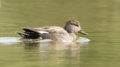 Krakeend (Gadwall)