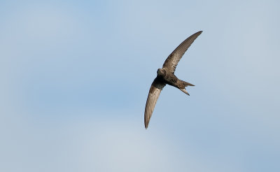 Gierzwaluw (Common Swift)