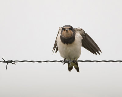 Boerenzwaluw (Barn Swallow)