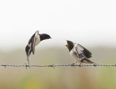 Boerenzwaluw (Barn Swallow)
