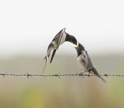 Boerenzwaluw (Barn Swallow)