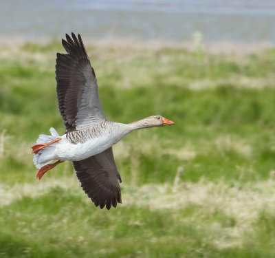 Grauwe Gans (Greylag Goose)