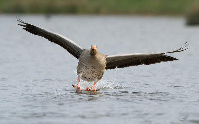 Grauwe Gans (Greylag Goose)