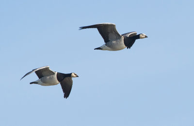 Brandgans (Barnacle Goose)