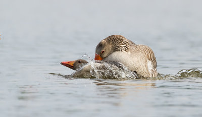 Grauwe Gans (Greylag Goose)