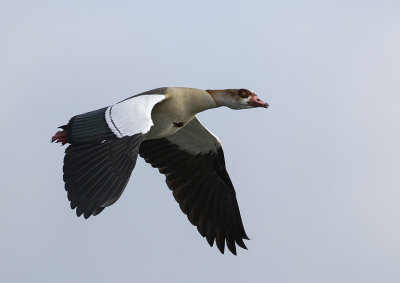 Nijlgans (Egyptian Goose)