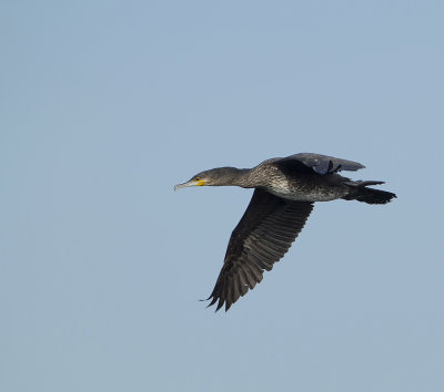 Aalscholver (Great Cormorant)