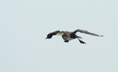 Aalscholver (Great Cormorant)
