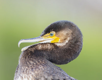 Aalscholver (Great Cormorant)