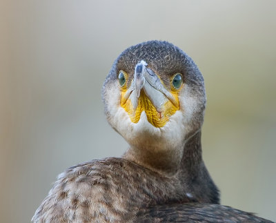 Aalscholver (Great Cormorant)