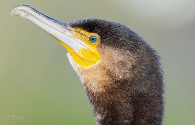 Aalscholver (Great Cormorant)