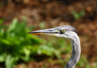 Blauwe Reiger (Grey Heron)