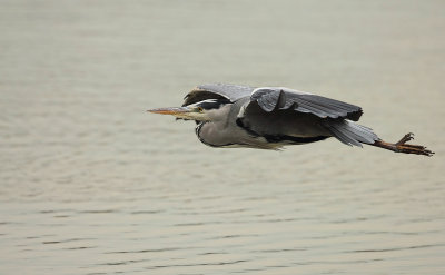 Blauwe Reiger (Grey Heron)