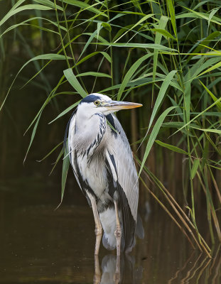 Blauwe Reiger (Grey Heron)