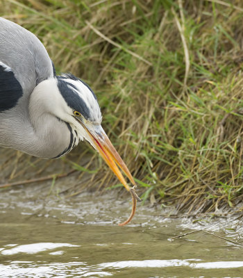 Blauwe Reiger (Grey Heron)