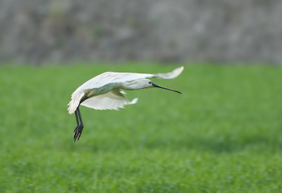 Gallery Lepelaar (Spoonbill)