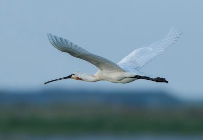 Lepelaar (Eurasian Spoonbill)