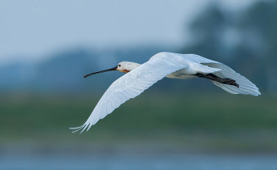 Lepelaar (Eurasian Spoonbill)