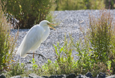 Grote Zilverreiger (Great Egret)