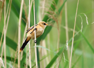Baardman (Bearded Reedling)