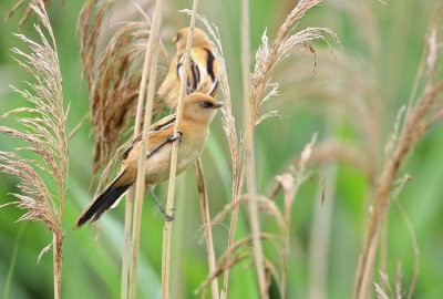 Baardman (Bearded Reedling)