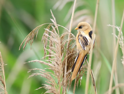 Baardman (Bearded Reedling)