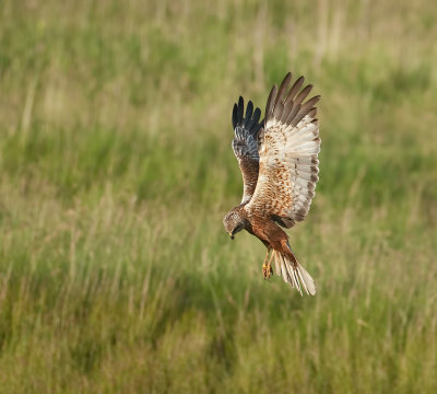 Bruine Kiekendief (Western Marsh Harrier)