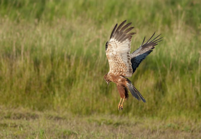 Gallery Bruine Kiekendief (Western Marsh Harrier)