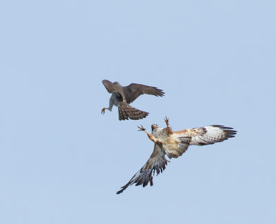 Buizerd (Common Buzzard)